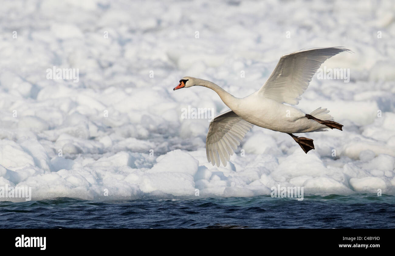 Cigno (Cygnus olor) in atterraggio approccio al ghiaccio-acqua libera Foto Stock