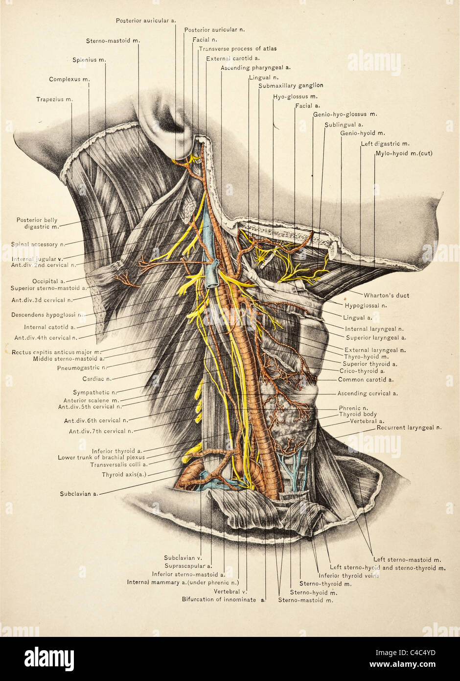 Illustrazione del collo umano copyright 1904 Foto Stock