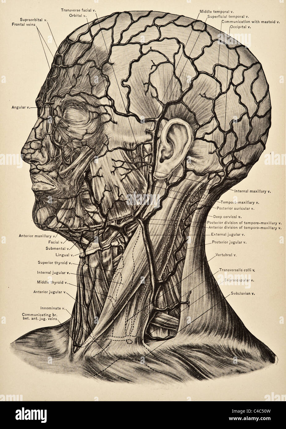 Illustrazione della testa umana e collo copyright 1904 Foto Stock
