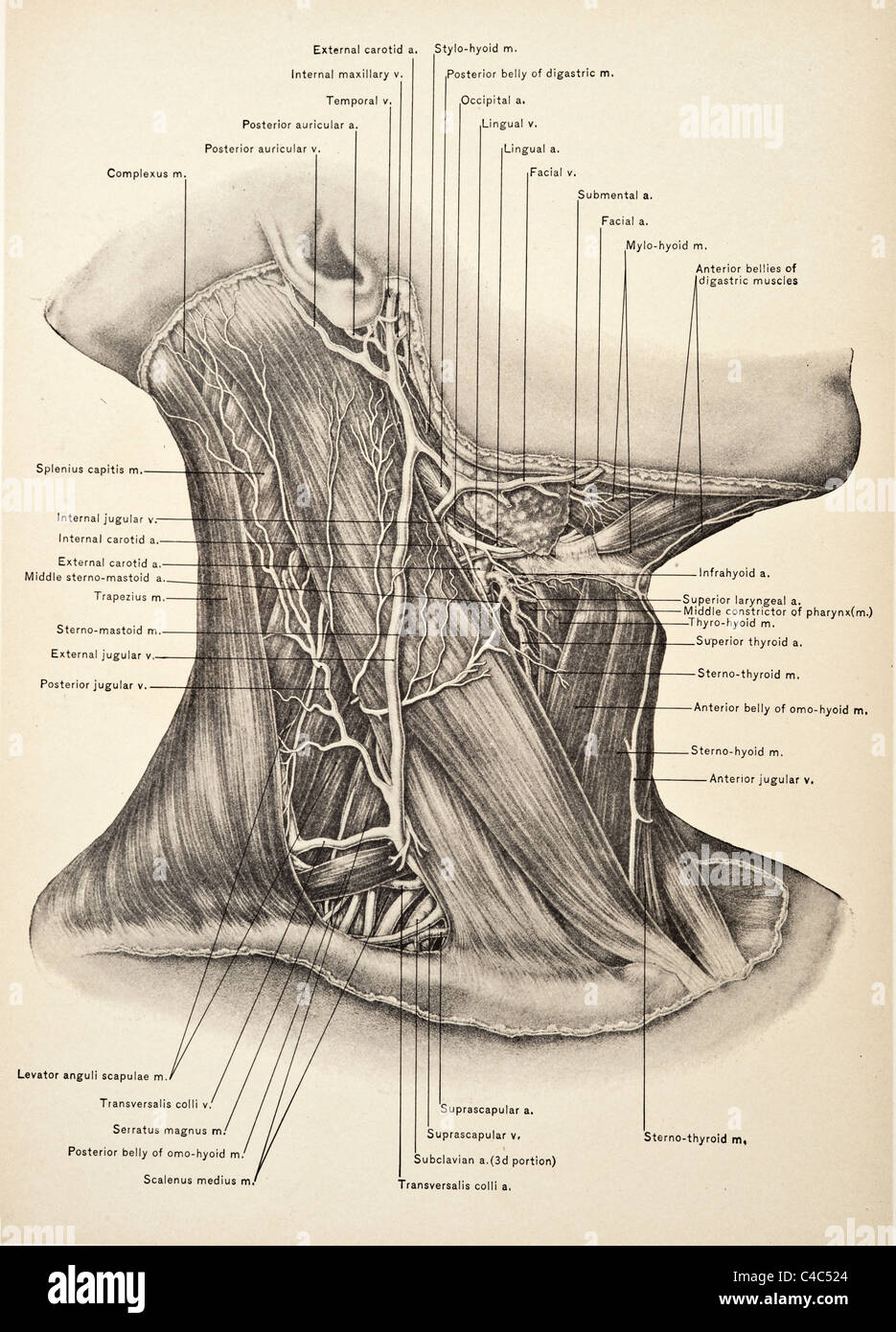 Illustrazione del collo umano copyright 1904 Foto Stock