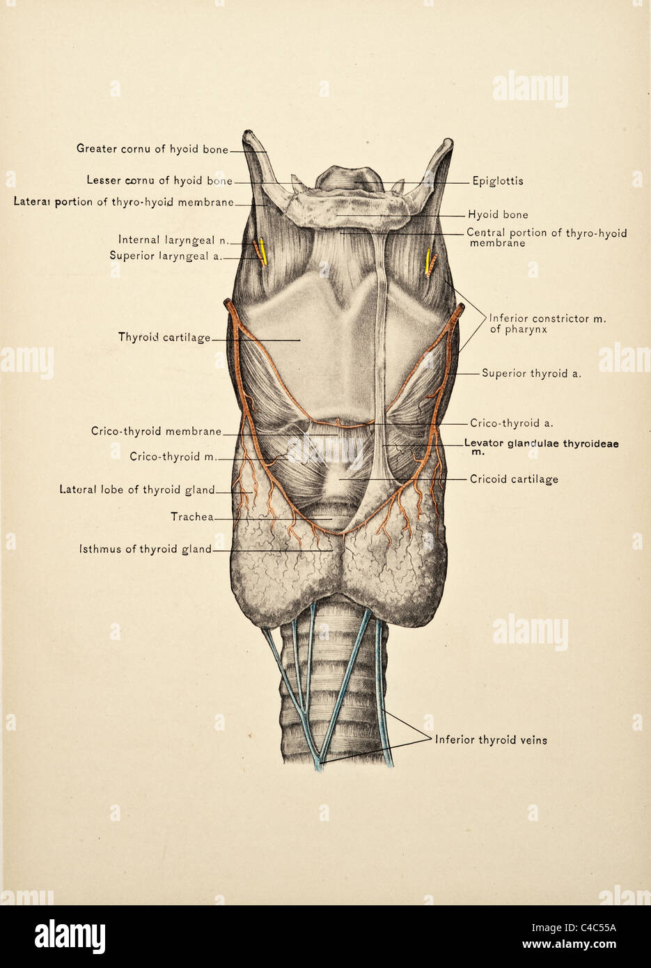 Antica Illustrazione medica di una trachea, copyright 1904 Foto Stock