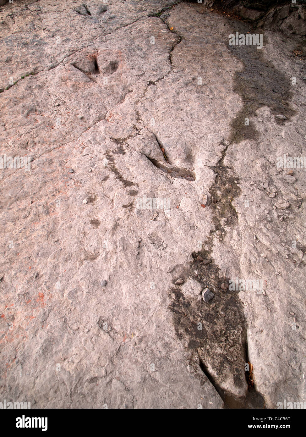 Vero e proprio fossile tracce di dinosauri esposta su un fossilizzato riverbed. Enciso. Spagna. Foto Stock