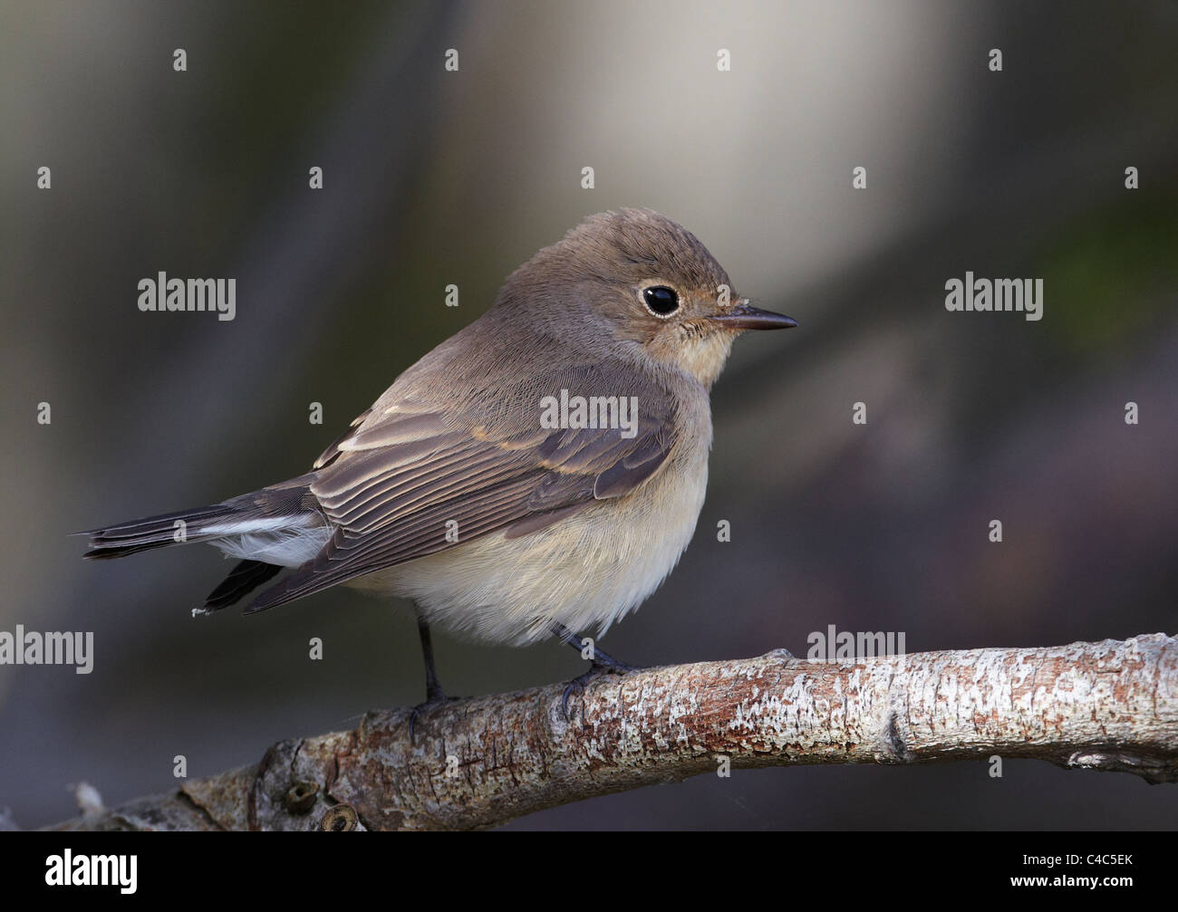 Red-breasted Flycatcher (Ficedula parva) appollaiato su un ramoscello. Foto Stock