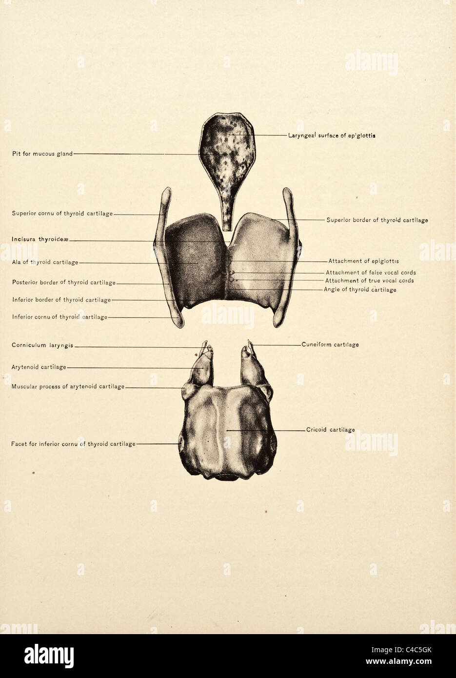 Illustrazione della laringe umana copyright 1904 Foto Stock