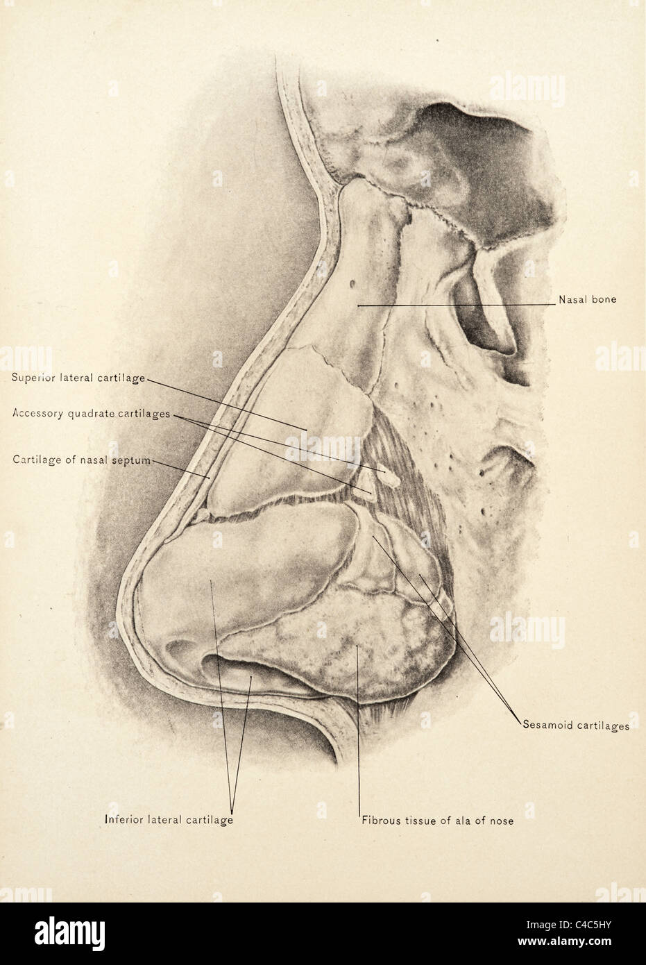 Illustrazione del naso umano copyright 1904 Foto Stock