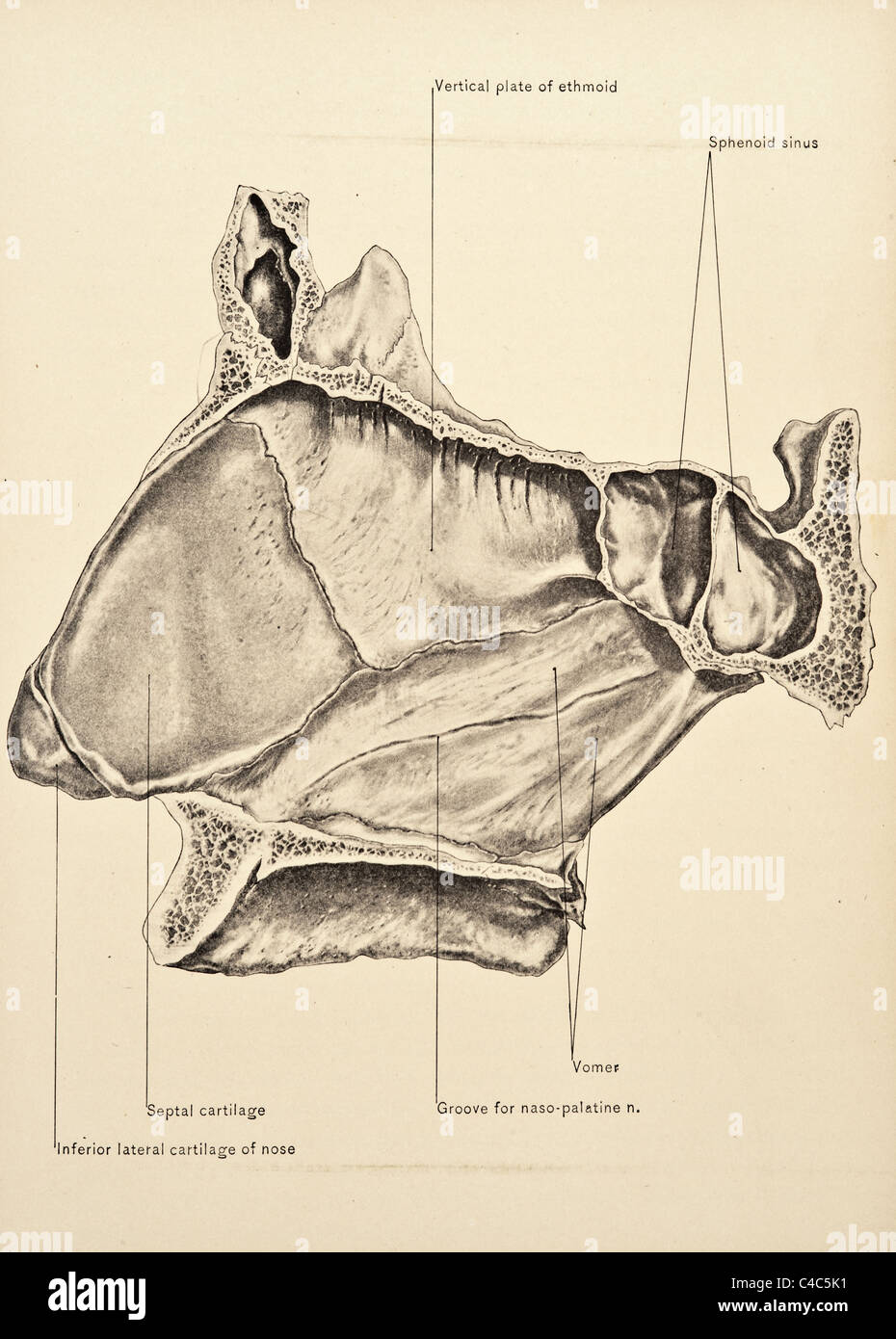 Illustrazione del naso umano copyright 1904 Foto Stock