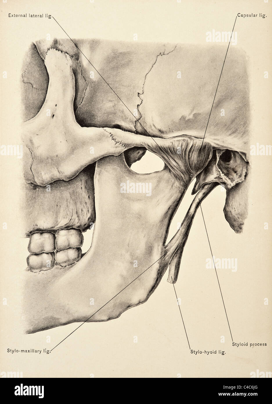 Illustrazione del teschio umano copyright 1904 Foto Stock