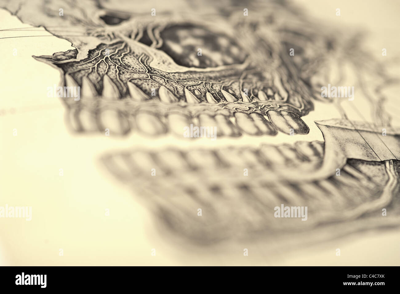 Illustrazione del teschio umano copyright 1904 Foto Stock