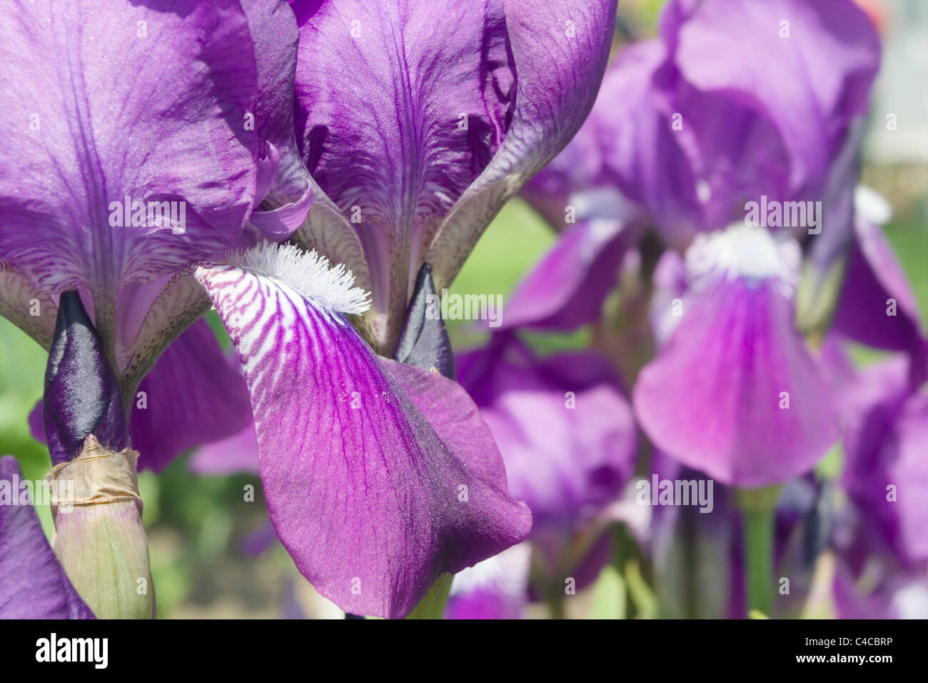 Barbuto Iris Viola Foto Stock