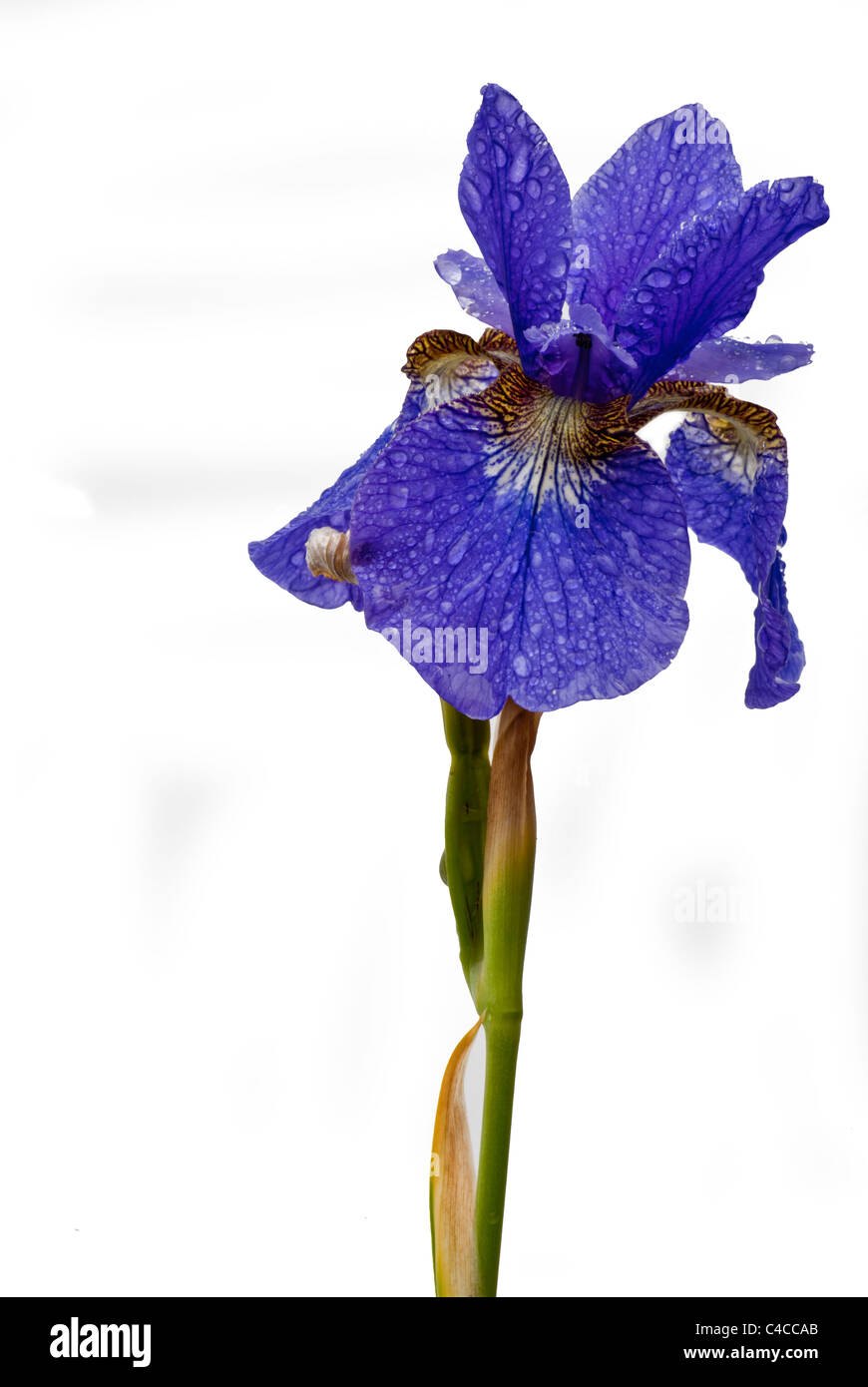 Close up di un acqua blu Iris (Iris sibirica) petalo e le goccioline d'acqua. Un stagno marginale o bog pianta di giardino. Foto Stock