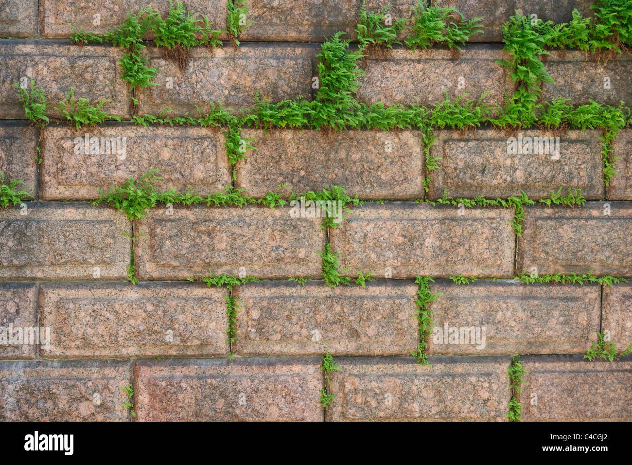 Muro di pietra con erba verde Foto Stock