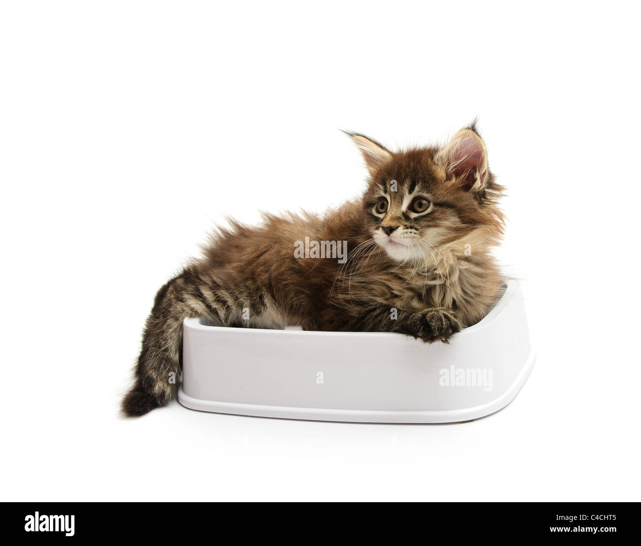 Il gattino si trova in una ciotola contro uno sfondo bianco Foto Stock Il gattino si trova in una ciotola contro uno sfondo bianco Foto Stock