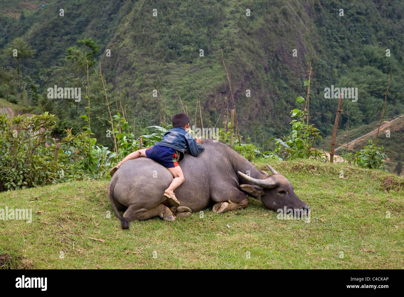 Ragazzo locale su bufalo indiano di acqua in Cat Cat Viliage Vietnam Foto Stock