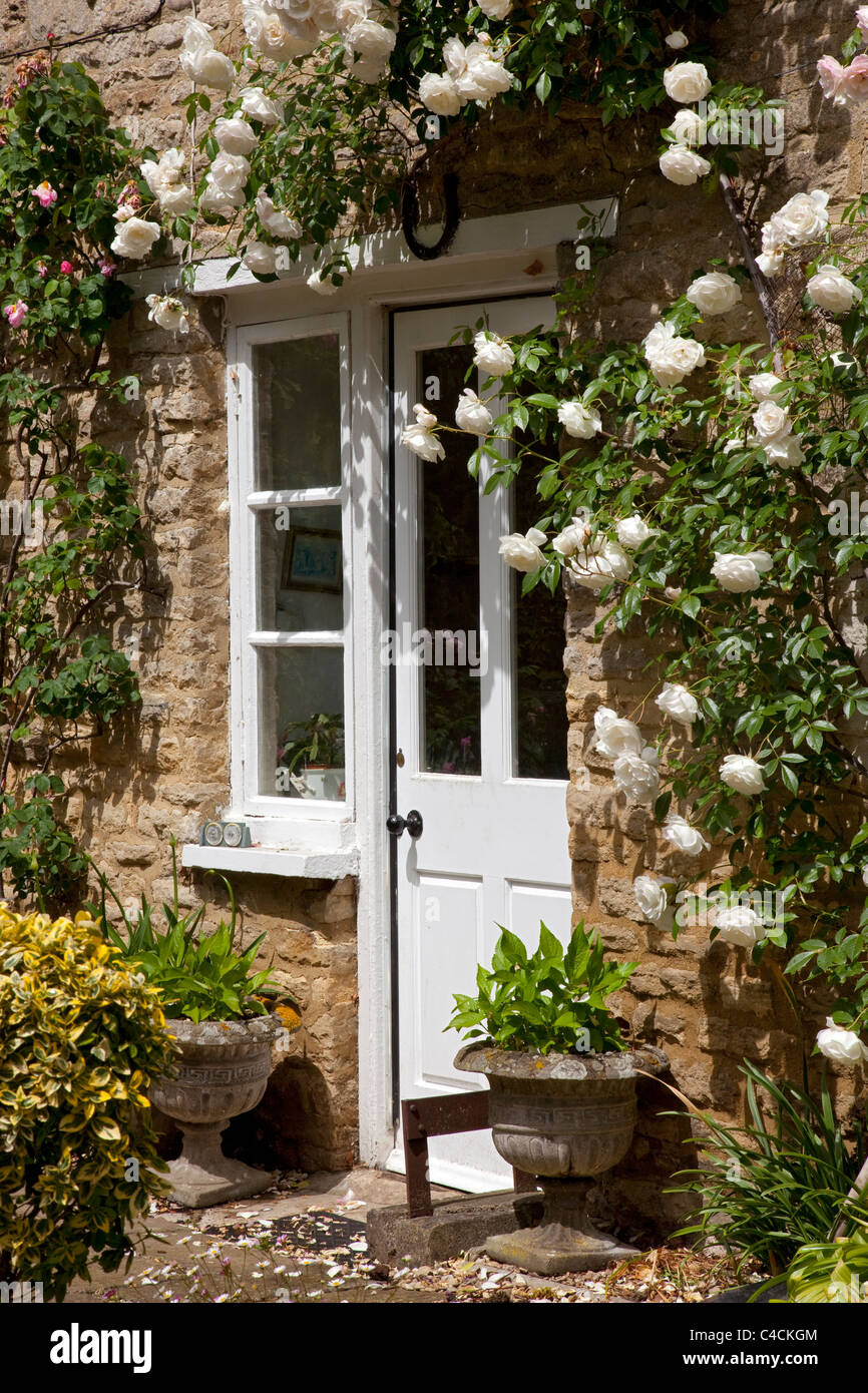 Legno bianco porta del cottage inglese con la parete di arrampicata rose bianche Inghilterra Foto Stock
