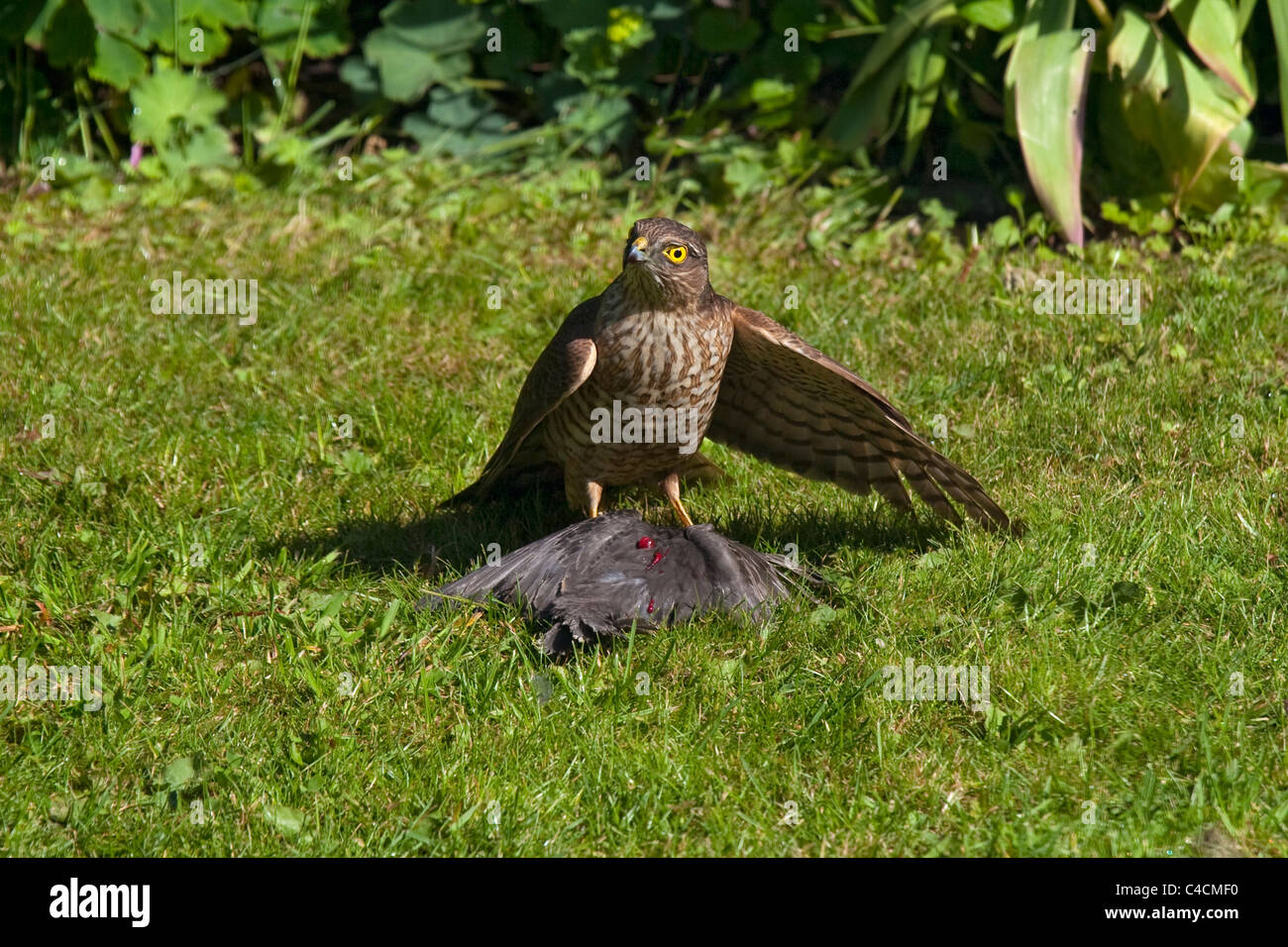 Lo Sparviero sul bambino starling di Uccelli nel giardino dopo kill Foto Stock
