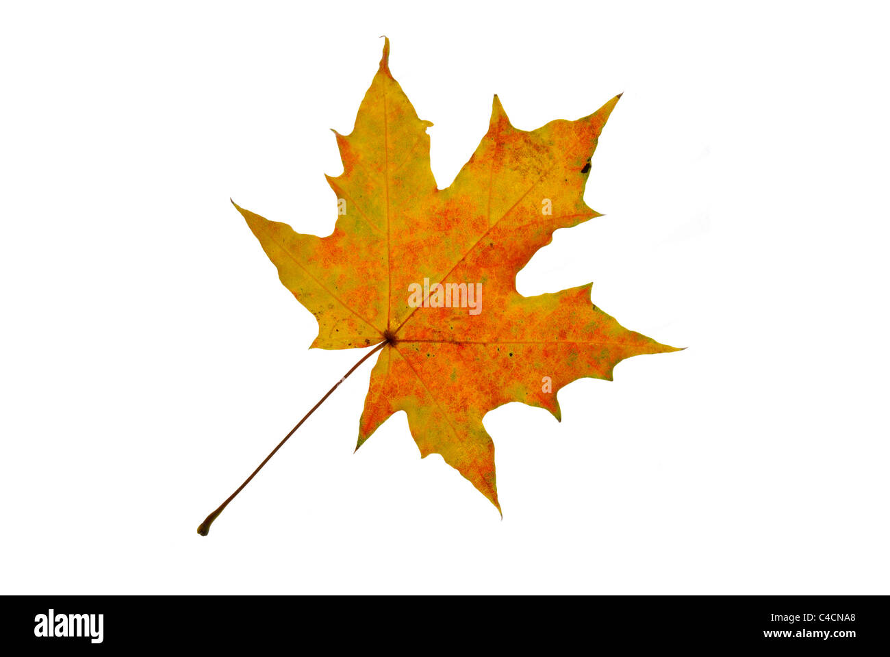 Autumn Leaf isolati su sfondo bianco Foto Stock