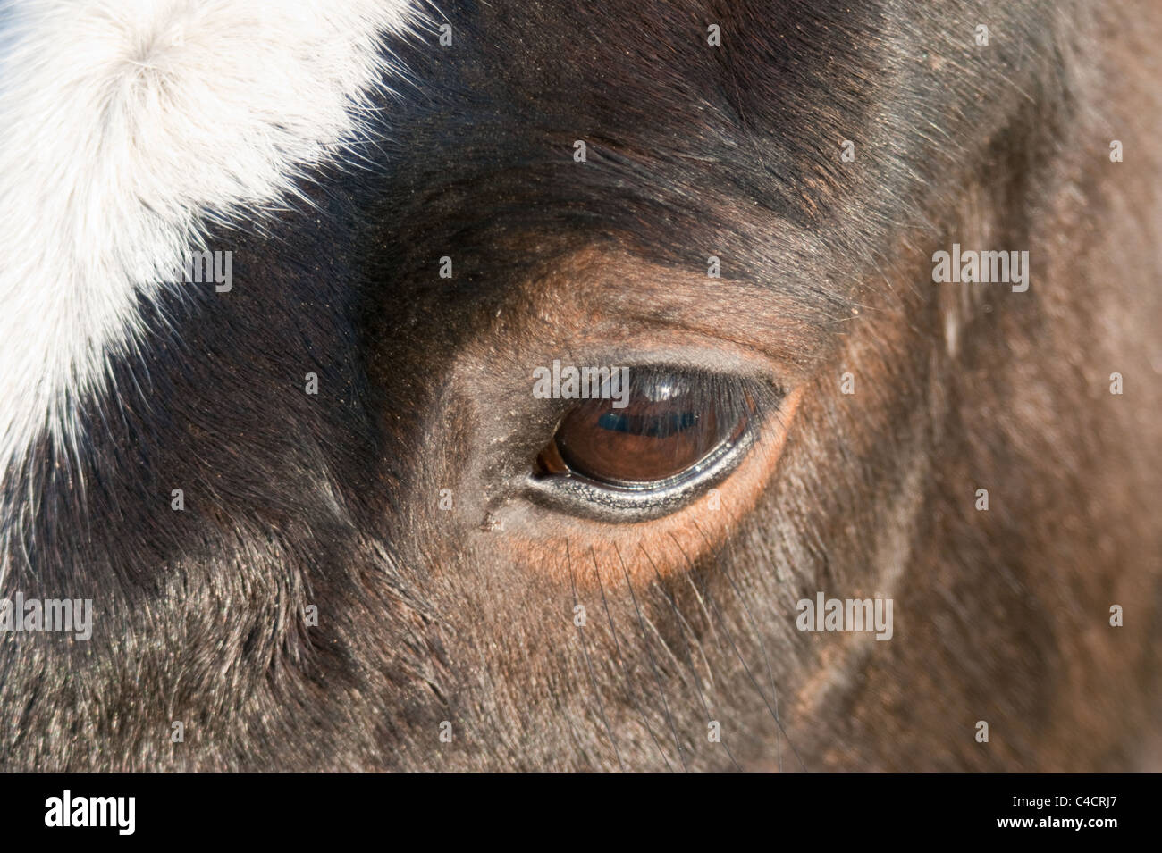 Un piano orizzontale di immagine ravvicinata di un occhio di cavalli. Foto Stock