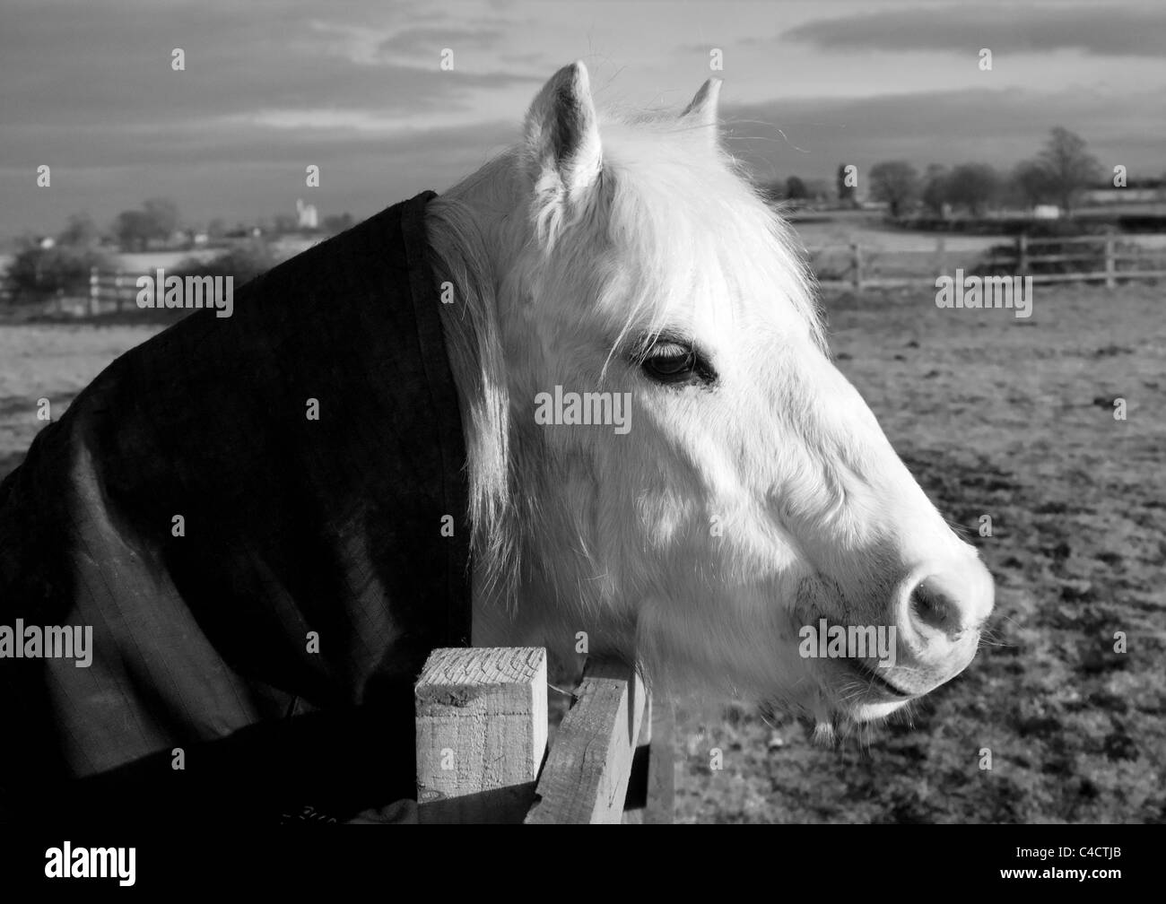Un pony bianco con una giacca invernale sul, guardando sopra un recinto in un campo Foto Stock