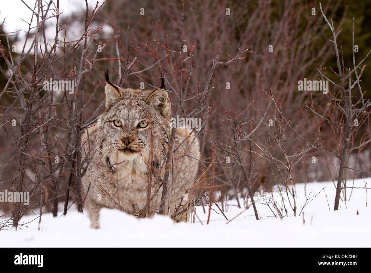 La lince, Felis lynx utilizza il coperchio per la caccia Foto Stock