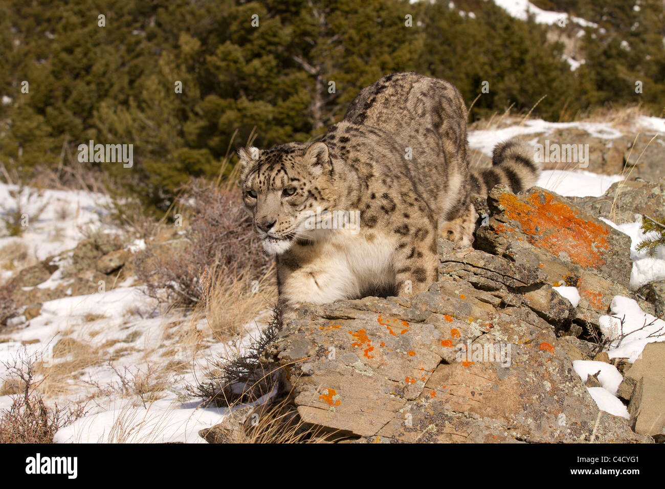 Snow Leopard, Panthera uncia sul prowl Foto Stock