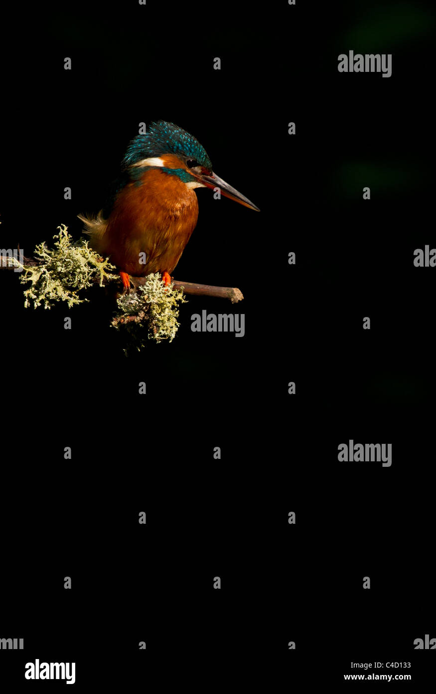 Kingfisher, Alcedo atthis guardando il fiume Foto Stock