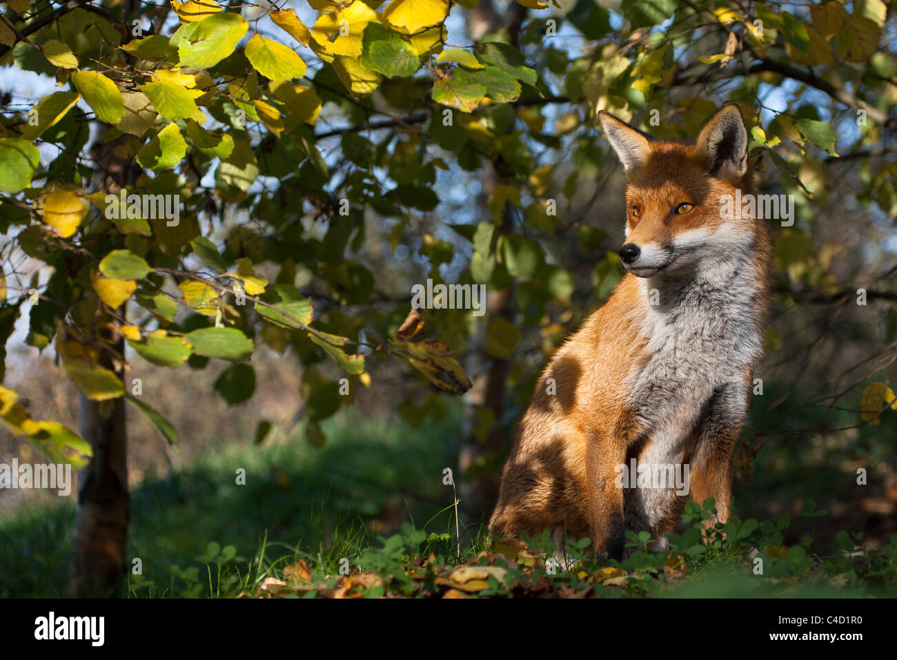 British o unione red fox [vulpes vulpes crucigera], seduto sotto agli alberi, ritratto Foto Stock