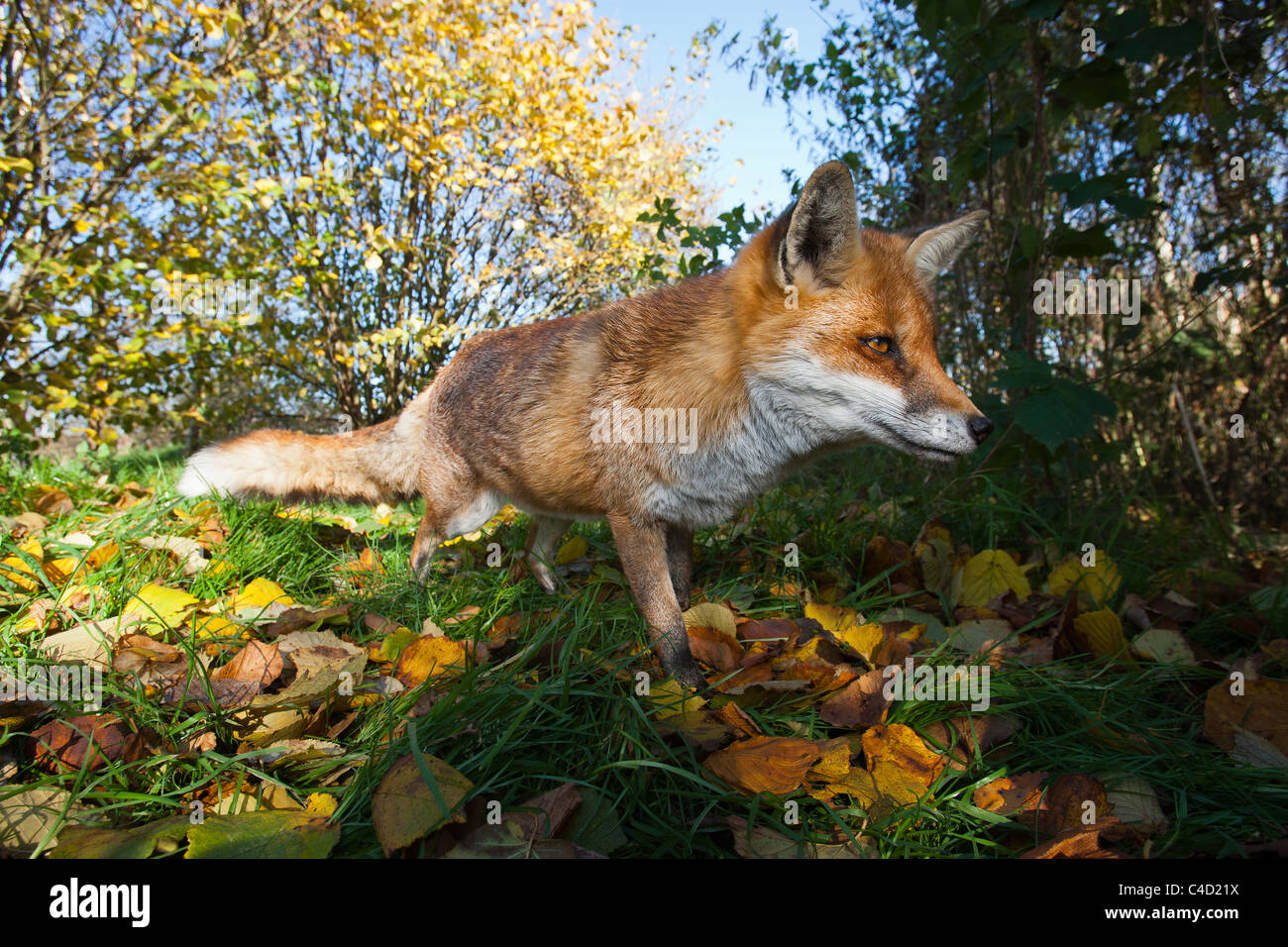 Ampia angolazione di un Britannico o unione red fox [vulpes vulpes crucigera], oltrepassando la fotocamera con foglie di autunno Foto Stock
