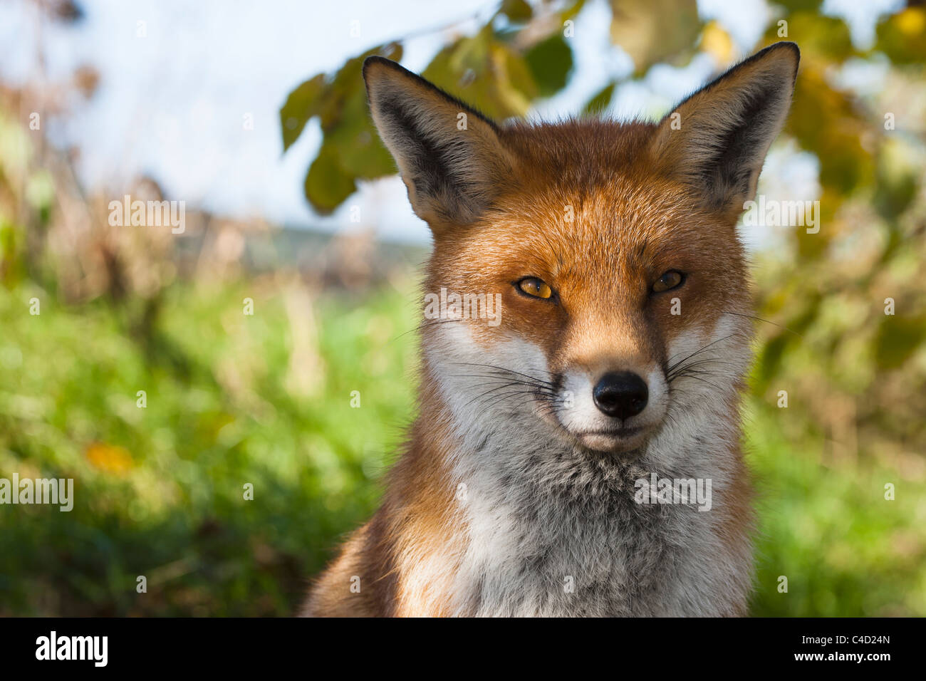 Captive britannico o unione red fox [vulpes vulpes crucigera], testa e spalle ritratto all'aperto Foto Stock