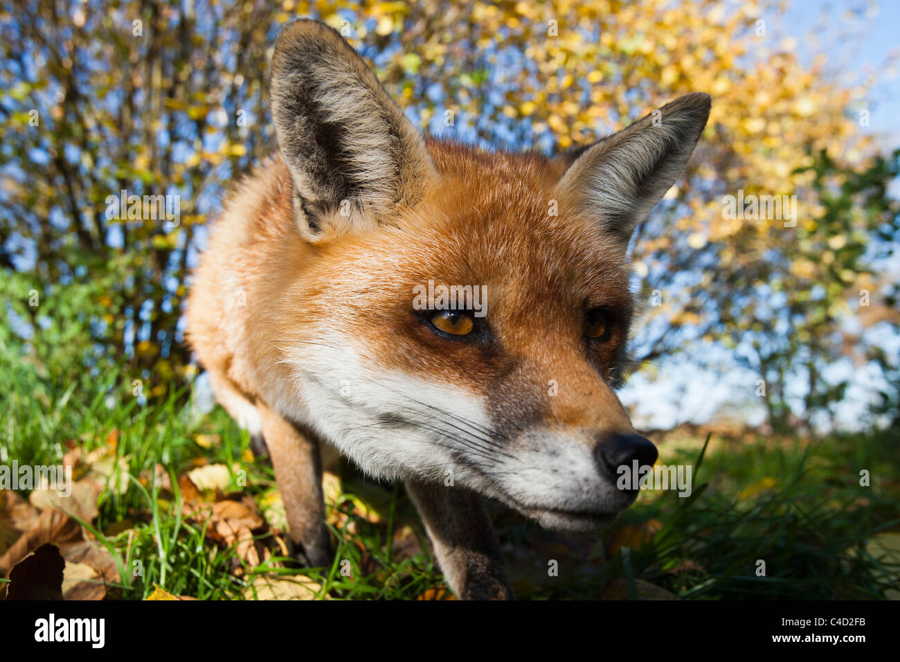 British o unione red fox [vulpes vulpes crucigera], vicino ampia angolazione Foto Stock