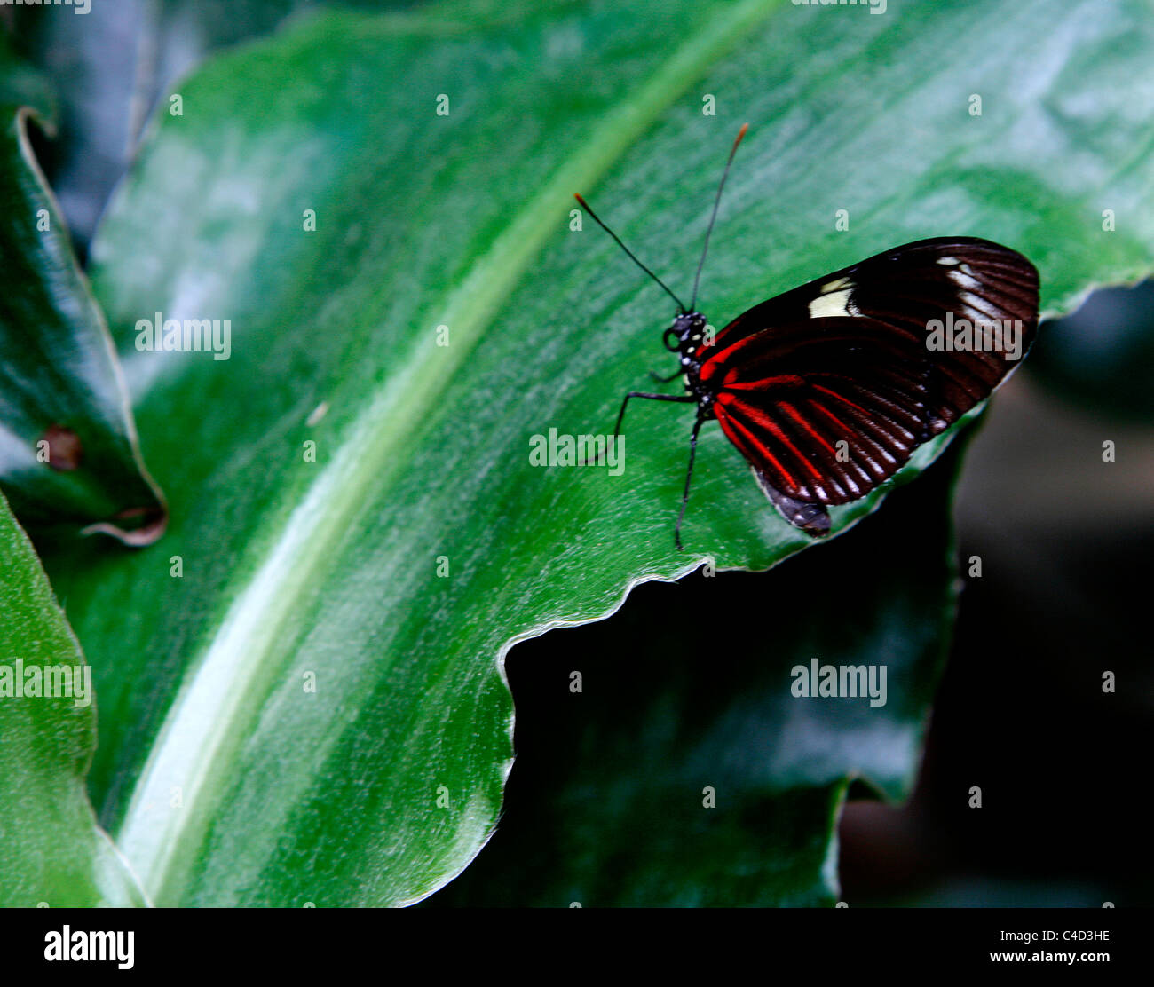 Un rosso fiore della passione butterfly ( Heliconius erato ) dal Sud America persistente su una foglia. Foto Stock