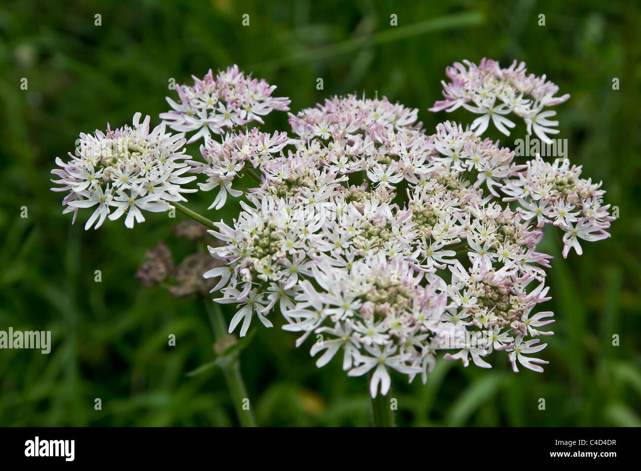 Una graziosa rosa venato Hogweed in piena fioritura Foto Stock Una graziosa rosa venato Hogweed in piena fioritura Foto Stock