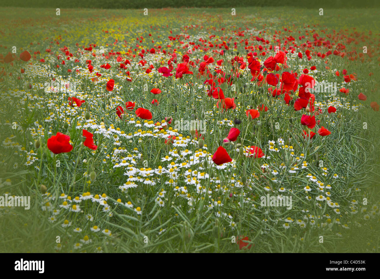 Un campo di colza invasa da una massa di fantastica rosso papavero Foto Stock Un campo di colza invasa da una massa di fantastica rosso papavero Foto Stock