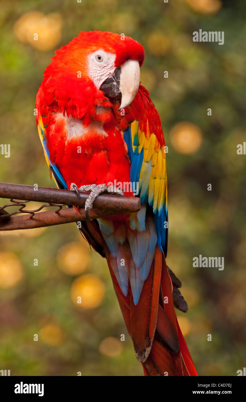 America centrale scarlet macaw parrot (ara macao cyanoptera) presso la Casa di Santo Domingo in Antigua Foto Stock