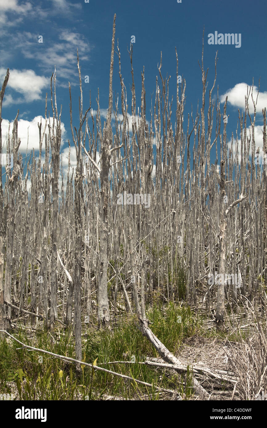 Dead melaleuca alberi in una Florida del Sud zona umida. Gli alberi sono stati abbattuti e sono un esotiche invasive in S FL Foto Stock