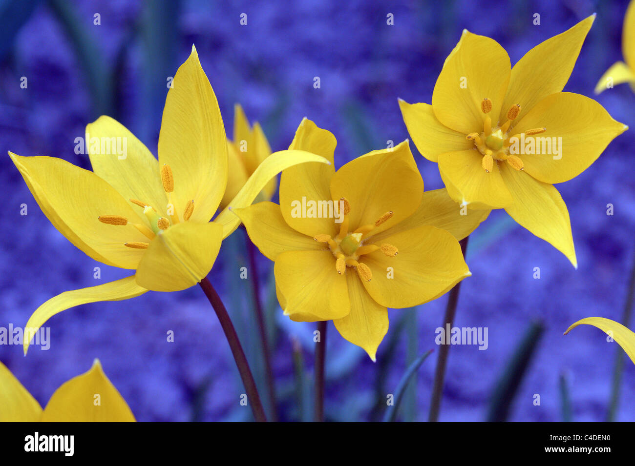 Wild tulipano giallo Tulipa sylvestris fiori close up Foto Stock