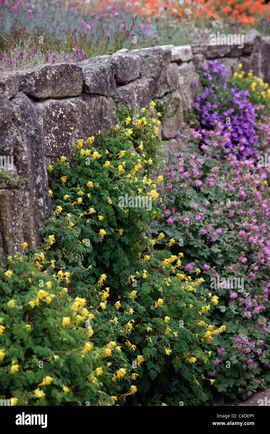 Alpines durante il mese di maggio su pareti di roccia ad RHS Garden, Wisley - Corydalis, Campanula, Helianthemum e geranio Foto Stock