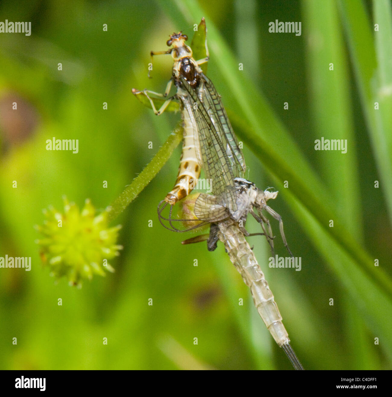 Scavando Mayfly emergenti (Ephemera danica), Francia Foto Stock