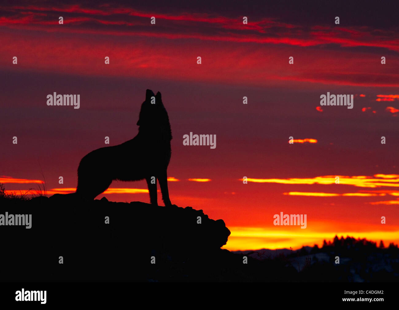Lupo grigio, Canis lupus urlando a sunrise Foto Stock