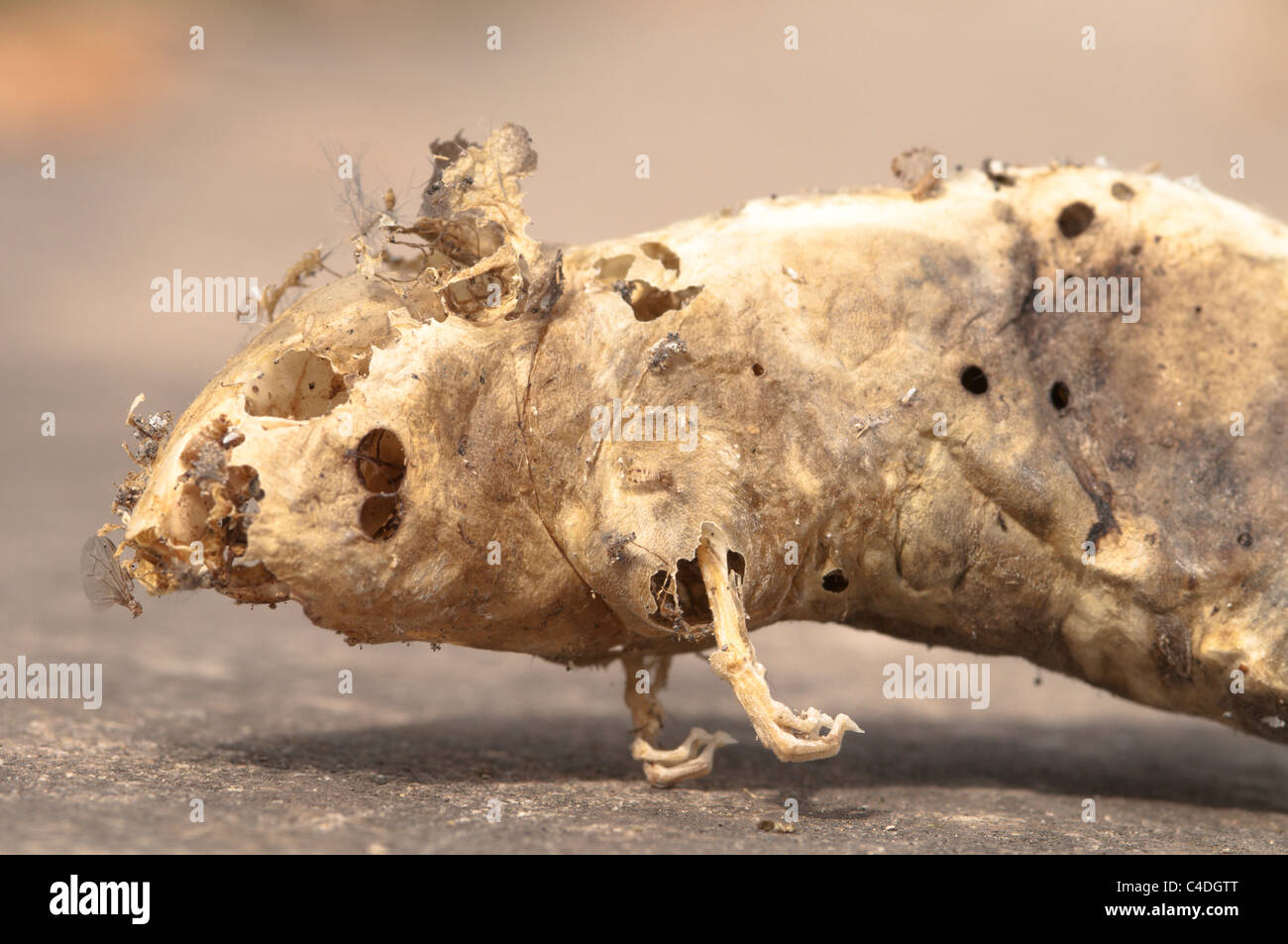Pelle vuota e lo scheletro di topo morto trovato in armadio in casa. Sussex, Regno Unito. Foto Stock