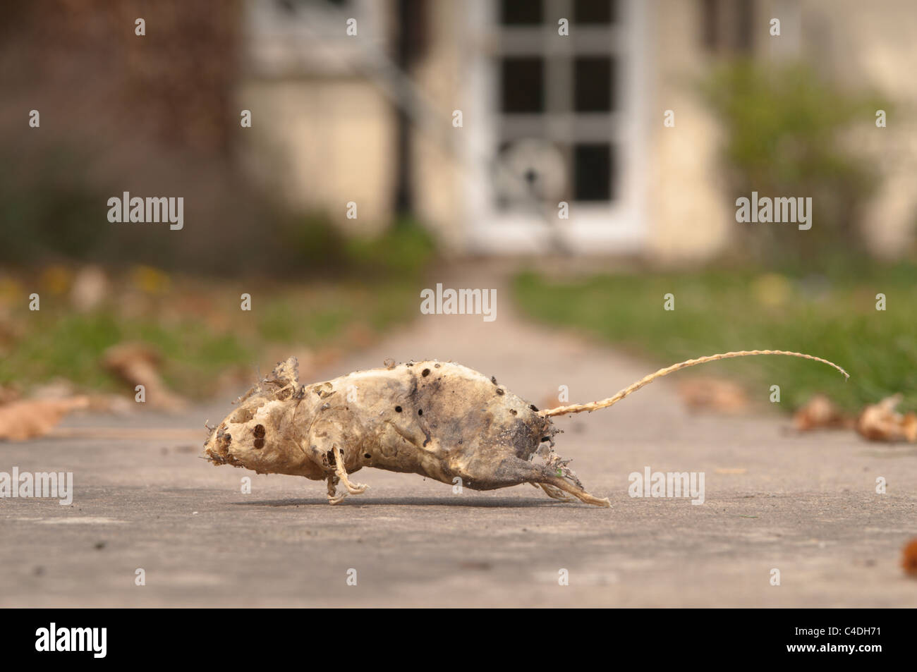 Pelle vuota e lo scheletro di topo morto trovato in armadio in casa. Sussex, Regno Unito. Foto Stock