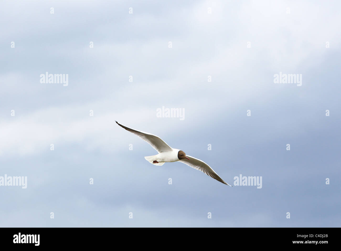 Sea Gull volare con ali fuori teso Foto Stock
