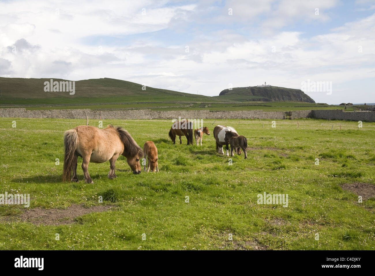 Testa Sumburgh Isole Shetland Scozia può fattrici e puledri pascolano in un campo a margherita con il faro in background Foto Stock