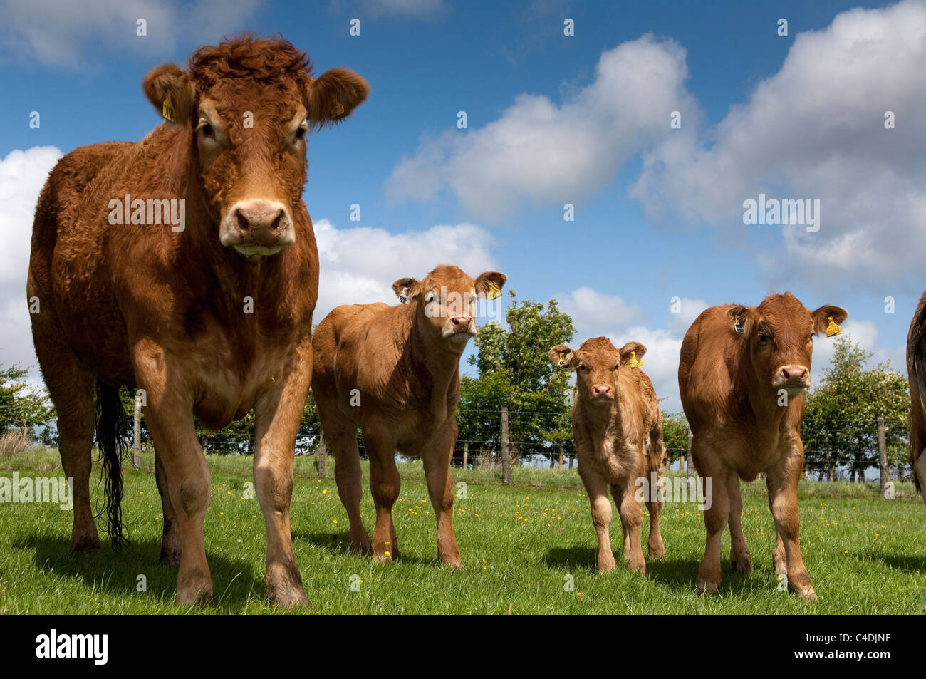Limousin vacche e vitelli sul maso di montagna in Lancashire. Foto Stock