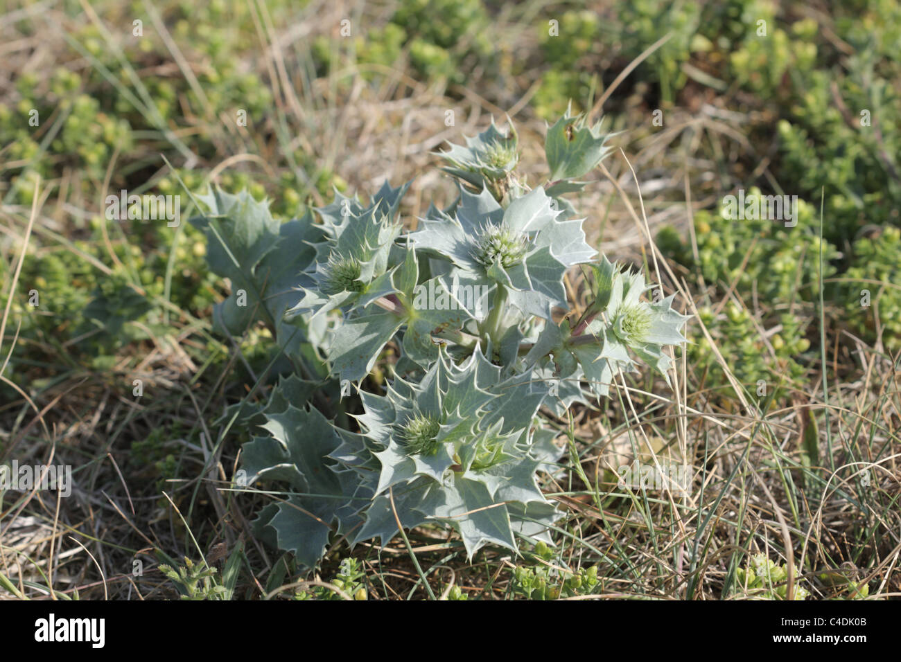 Eringio marittimo immagini e fotografie stock ad alta risoluzione Alamy