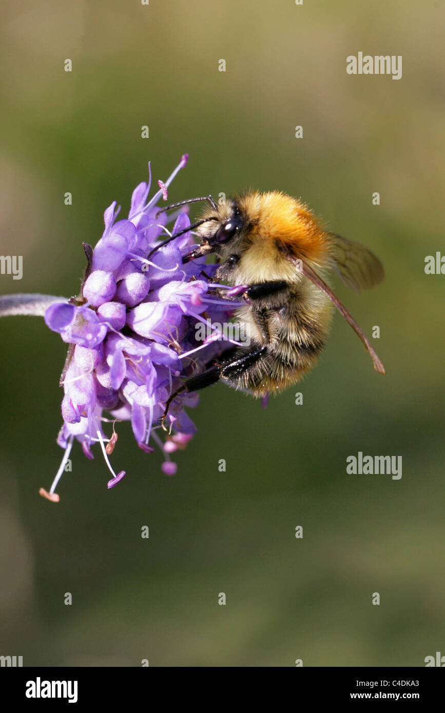 Carda comune Bumblebee, Bombus pascuorum, Apidae, Apoidea, Apocrita, Hymenoptera. Su Devils-bit Scabius. Foto Stock