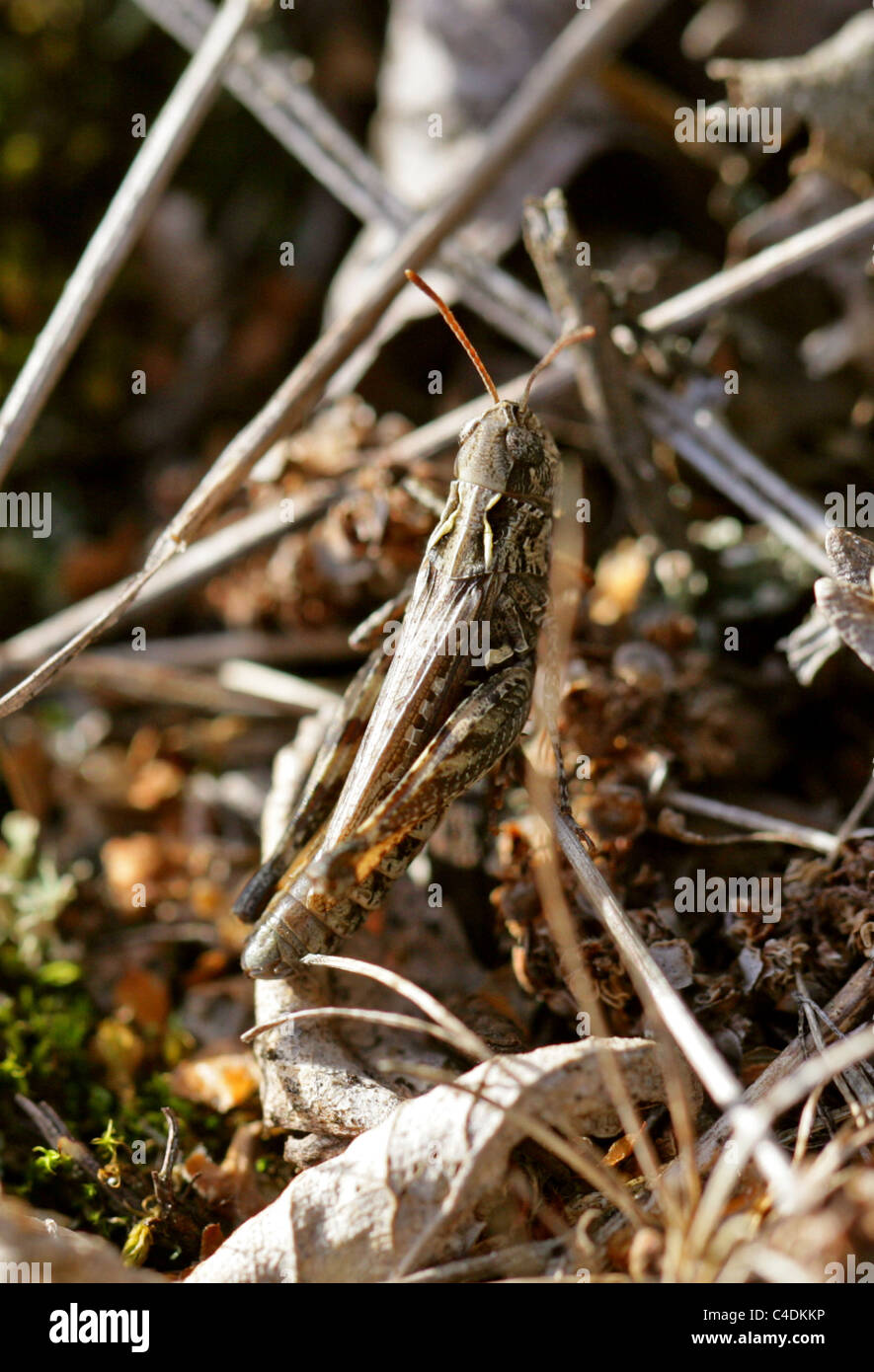 Chiazzato Grasshopper, Myrmeleotettix maculatus, Acrididae, Ortoterri Foto Stock