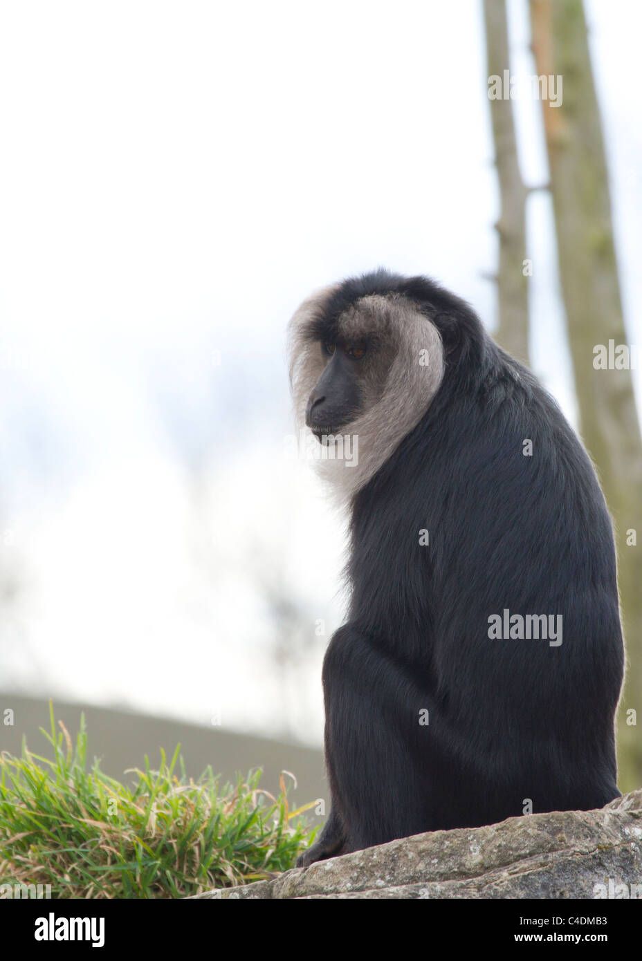 Monkey seduto e guardando molto triste Foto Stock