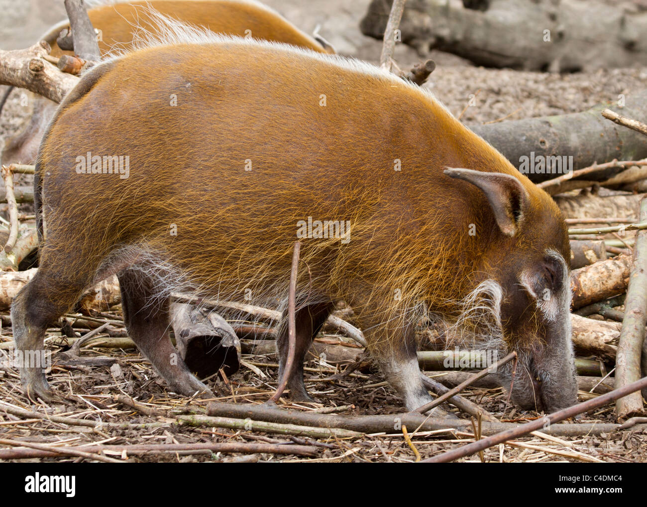 Red River Hog dall Africa closeup macro Foto Stock