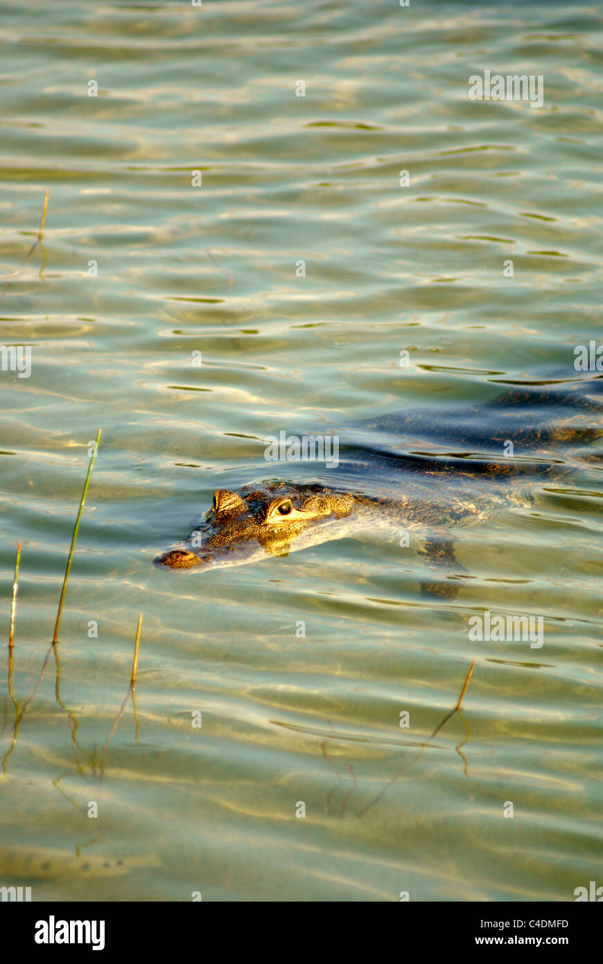 Coccodrillo americano (Crocodylus acutus) che si aggirano nel lago Coba o Laguna Cobá, Coba, Quintana Roo, Messico Foto Stock