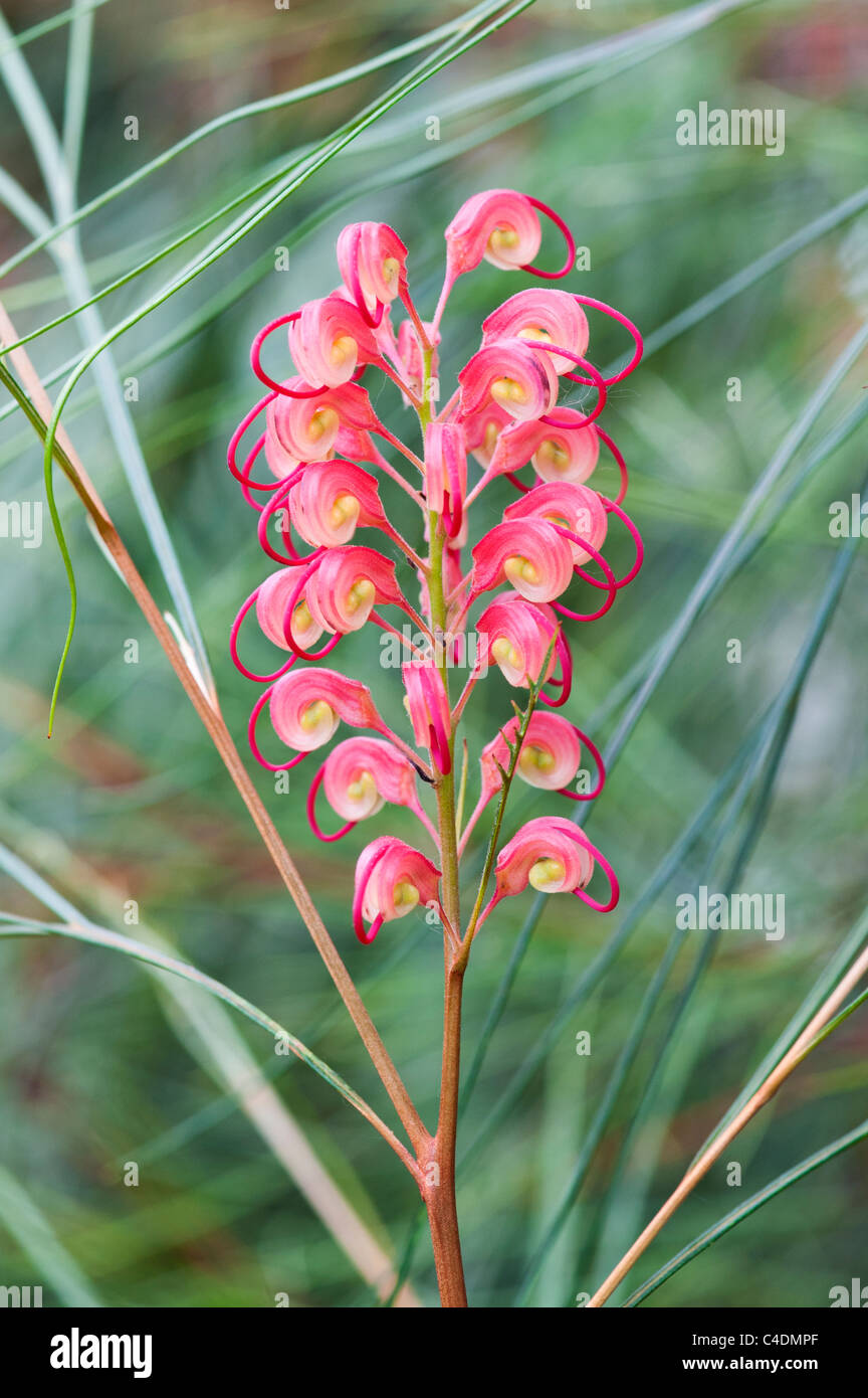 Grevillea Johnsonii. Grevillea fiore ragno Foto Stock